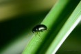 /album/coleoptera/chrysomela-menthastri-chrysolina-herbacea-1-jpg/